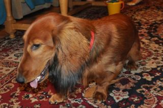 NADIM jamniki Kollapsar